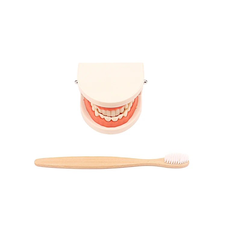 Jouet de brosse à dents Montessori - Ensemble d'apprentissage pratique avec brosse en bambou