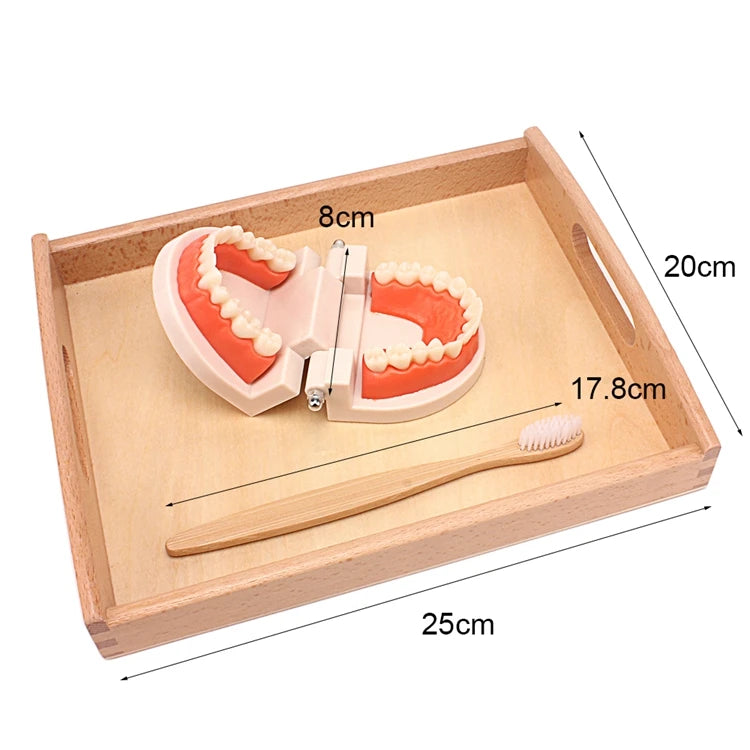 Jouet de brosse à dents Montessori - Ensemble d'apprentissage pratique avec brosse en bambou