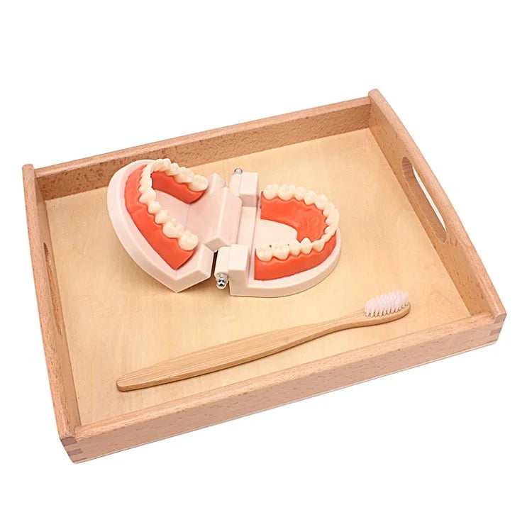 Jouet de brosse à dents Montessori - Ensemble d'apprentissage pratique avec brosse en bambou