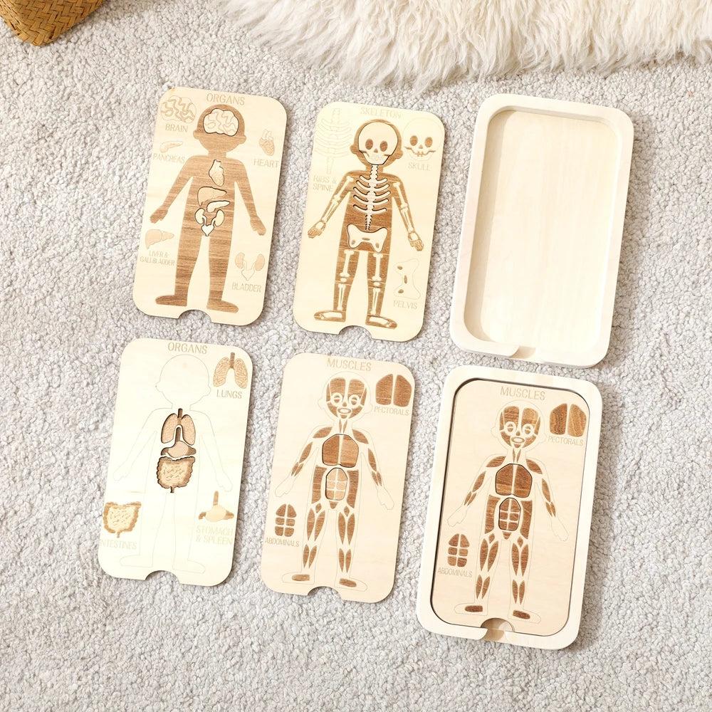 Houten Anatomie Puzzel - Engels Leren over het Menselijk Lichaam