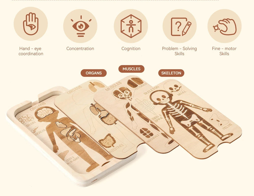 Houten Anatomie Puzzel - Engels Leren over het Menselijk Lichaam
