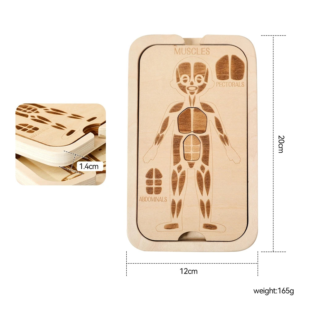 Houten Anatomie Puzzel - Engels Leren over het Menselijk Lichaam