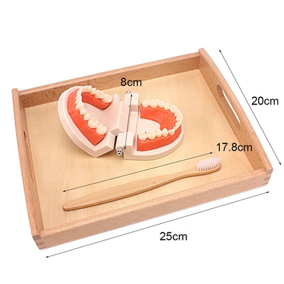 Jouet de brosse à dents Montessori - Ensemble d'apprentissage pratique avec brosse en bambou