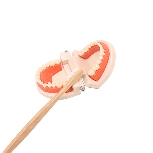 Jouet de brosse à dents Montessori - Ensemble d'apprentissage pratique avec brosse en bambou