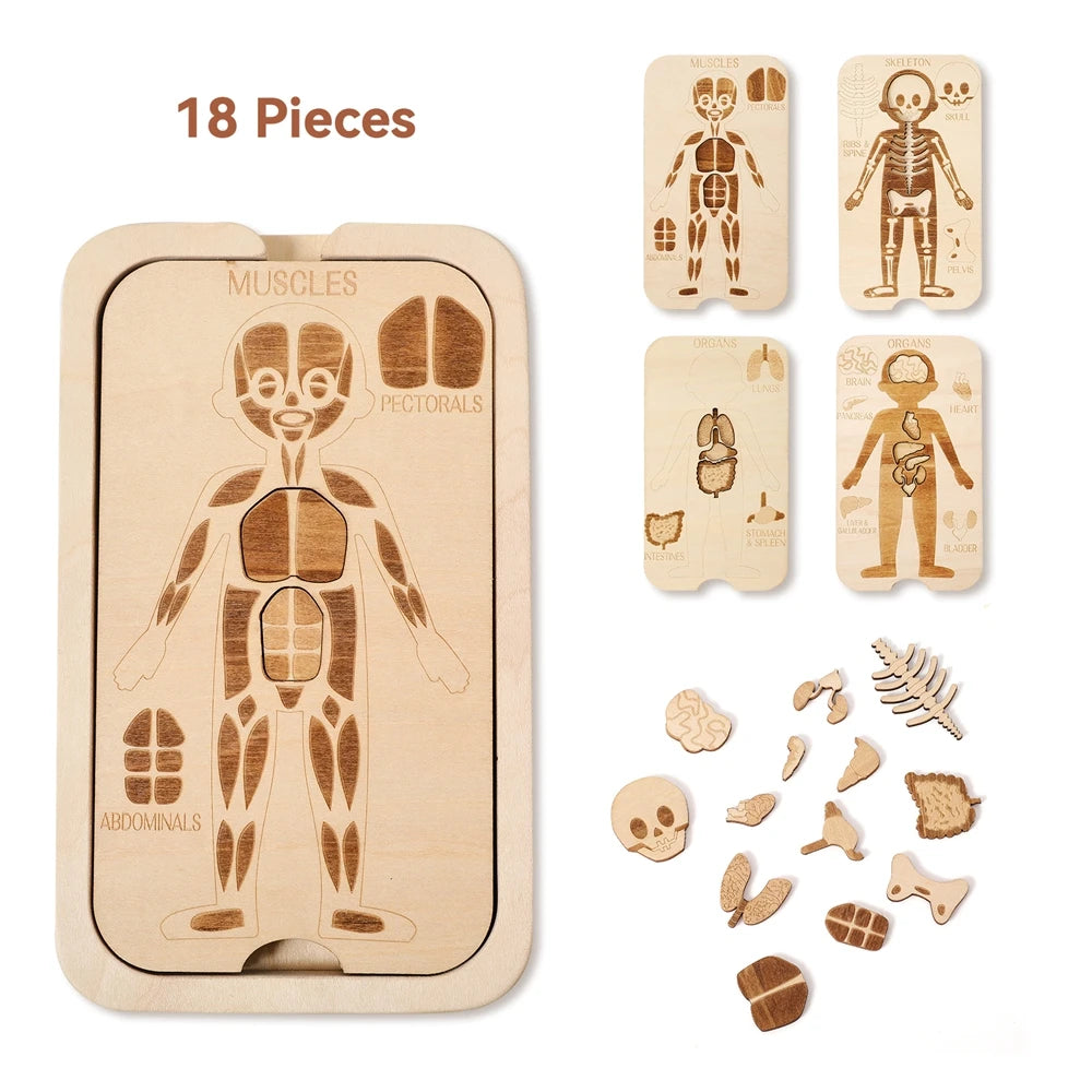 Houten Anatomie Puzzel - Engels Leren over het Menselijk Lichaam